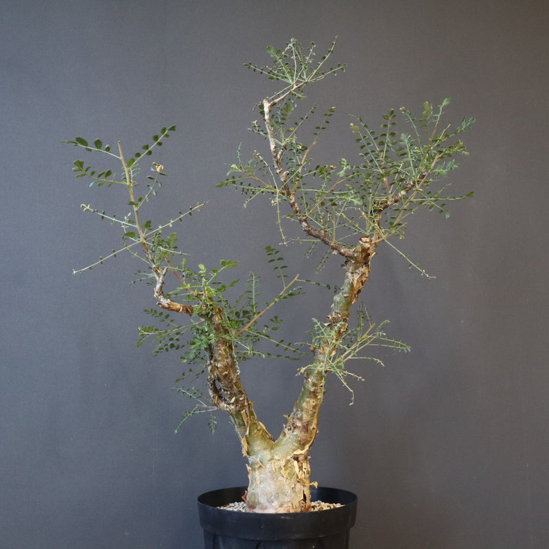 P.ディスカラー 3