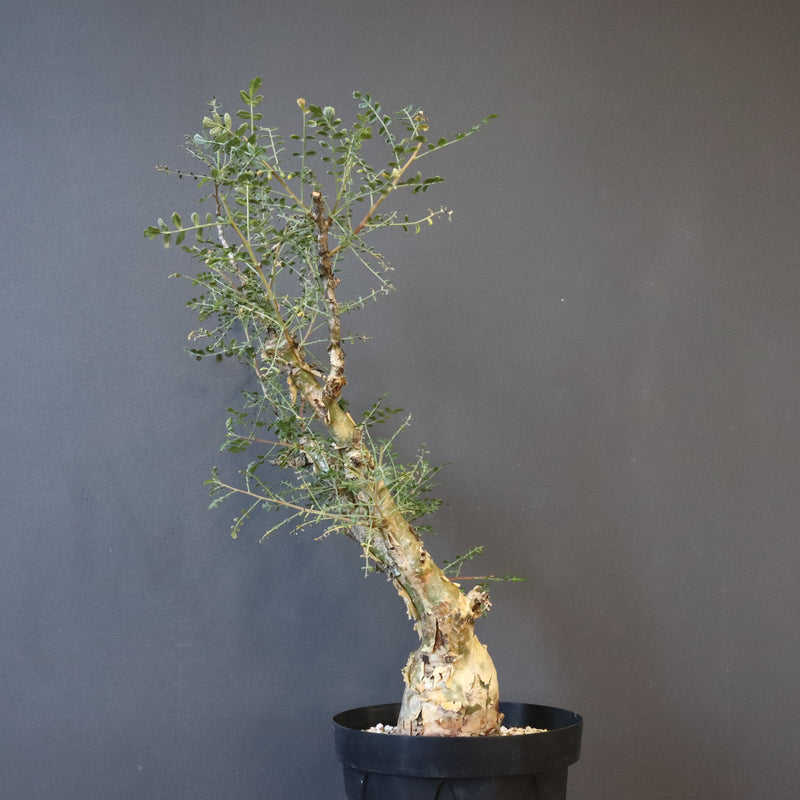 P.ディスカラー 3