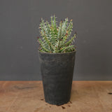 アロエ エリナケア　EC2167