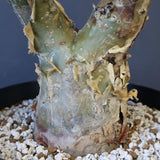 P.ディスカラー 3