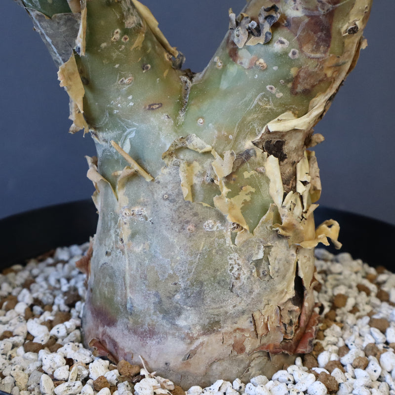 P.ディスカラー 3