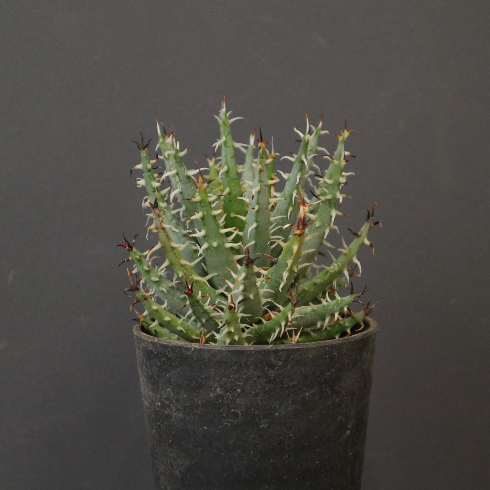 アロエ エリナケア EC2167 – TaiShoDo ONLINE SHOP