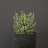 アロエ エリナケア　EC2167