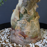 P.ディスカラー 3