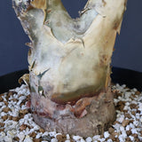 P.ディスカラー 3