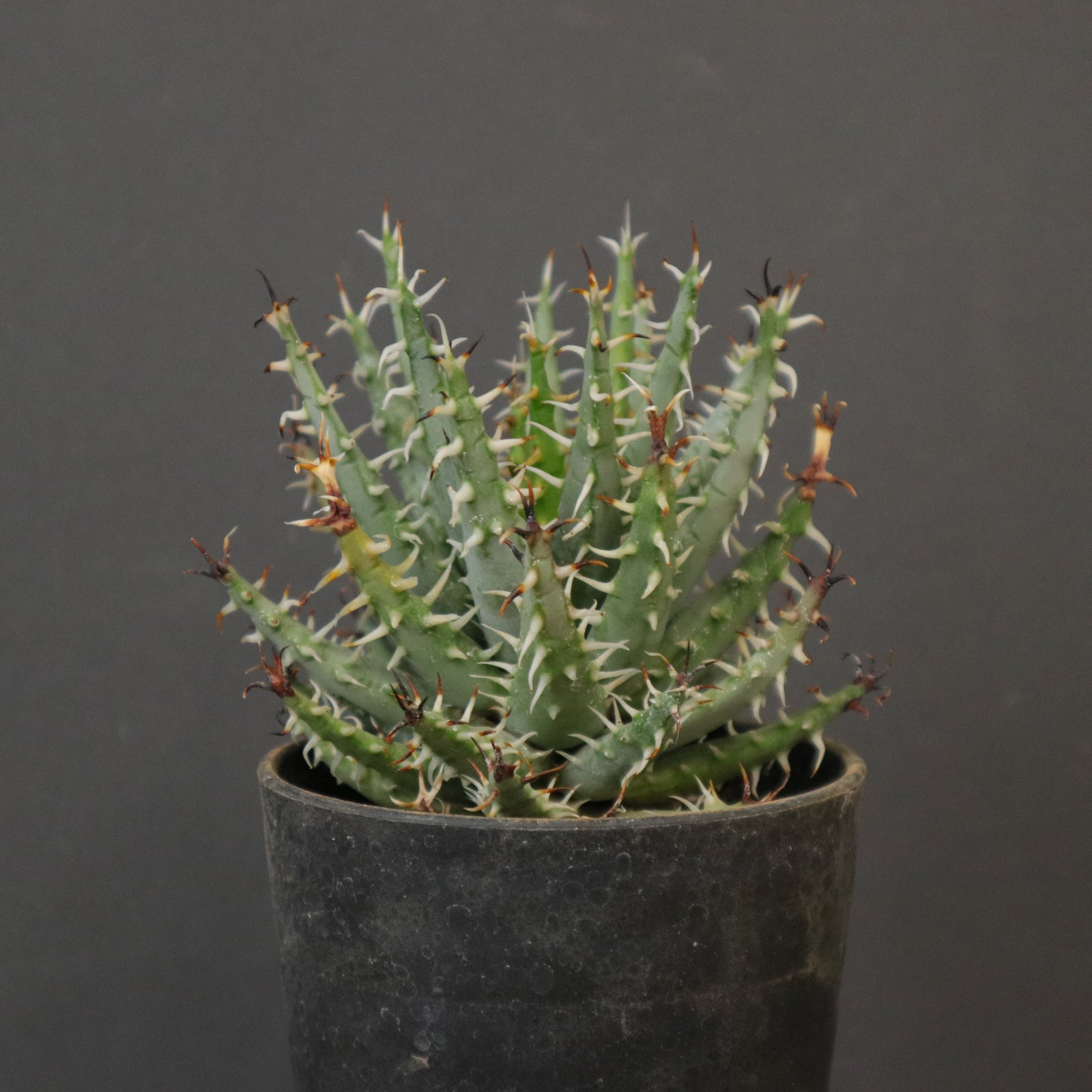 アロエ エリナケア EC2167 – TaiShoDo ONLINE SHOP