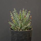 アロエ エリナケア　EC2167