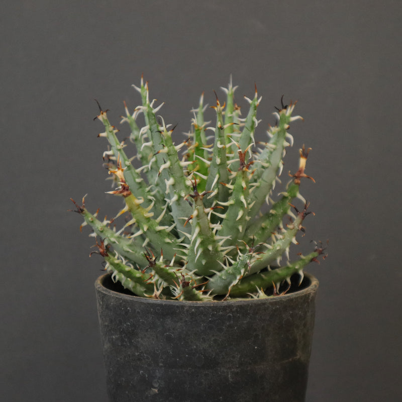 アロエ エリナケア EC2167 – TaiShoDo ONLINE SHOP