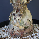 P.ディスカラー 3