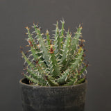 アロエ エリナケア　EC2167