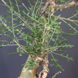 P.ディスカラー 3