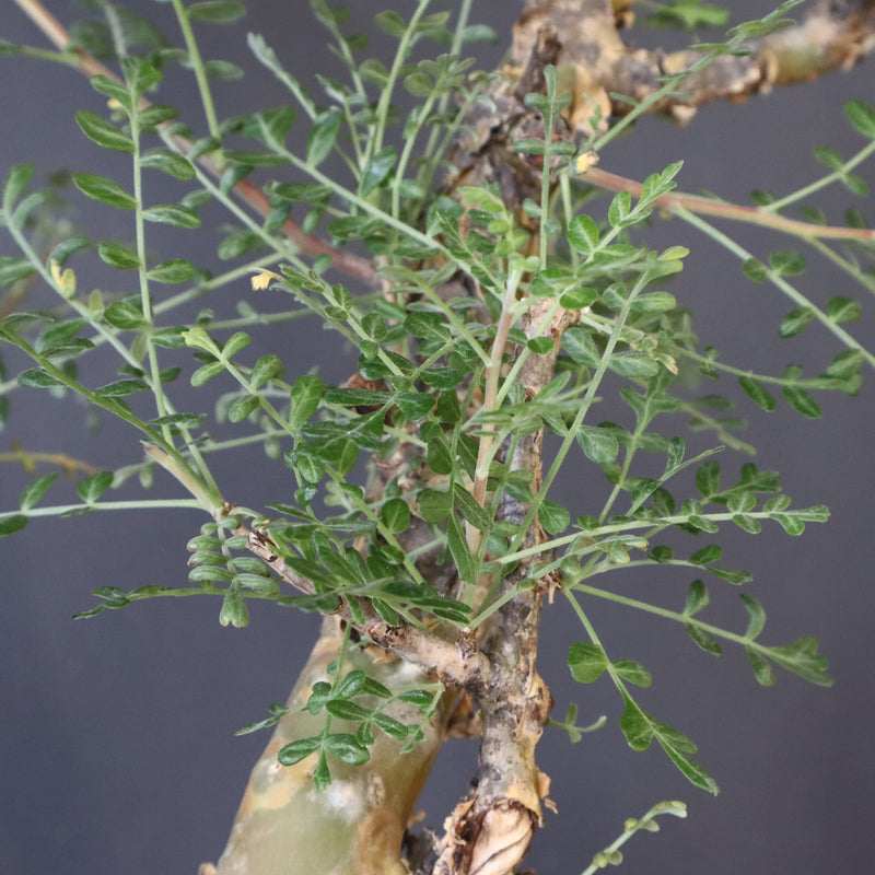 P.ディスカラー 3