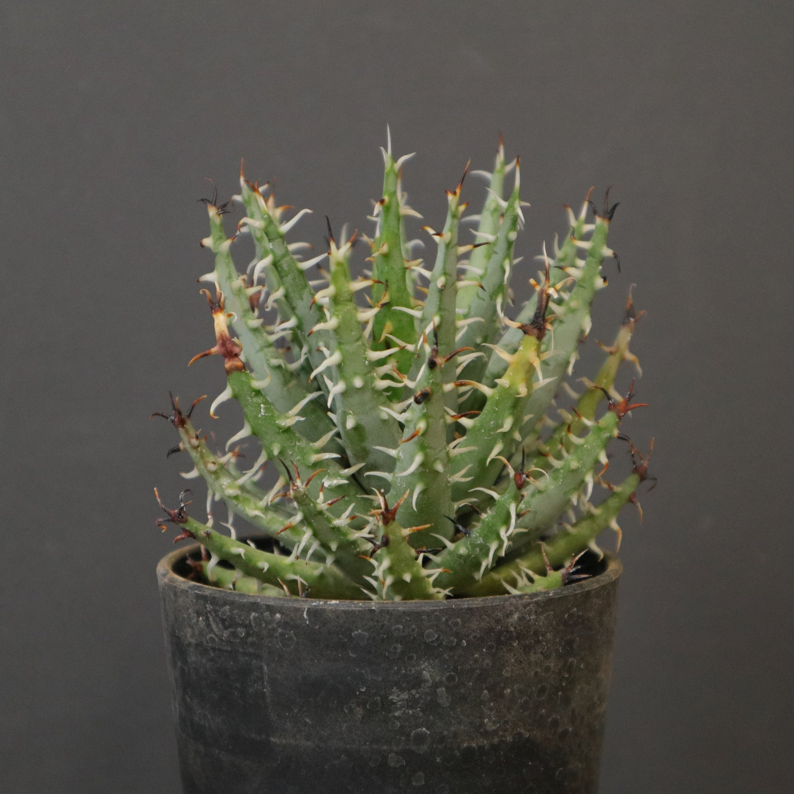 アロエ エリナケア EC2167 – TaiShoDo ONLINE SHOP