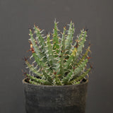 アロエ エリナケア　EC2167