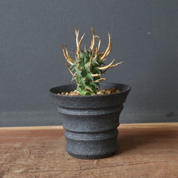 7月のピックアップ商品 – TaiShoDo ONLINE SHOP