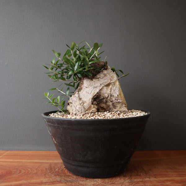 オールドオリーブ – TaiShoDo ONLINE SHOP