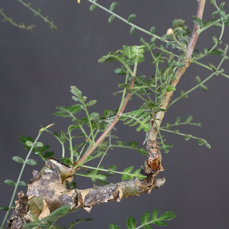 P.ディスカラー 3