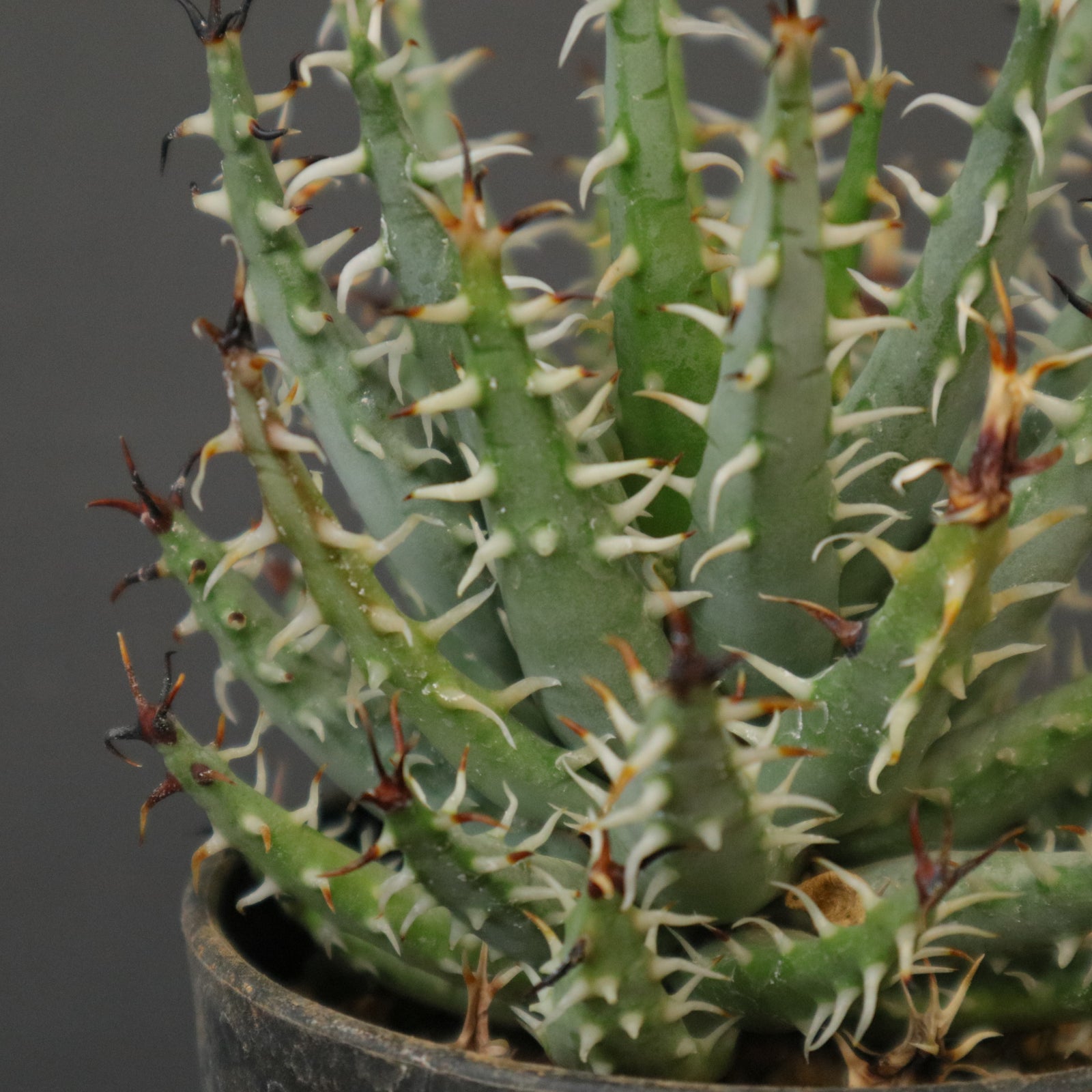 アロエ　エリナケア　メラナカンサ　幹立ち アロエ・メラナカンサ エリナケア Aloe melanacantha ssp./var