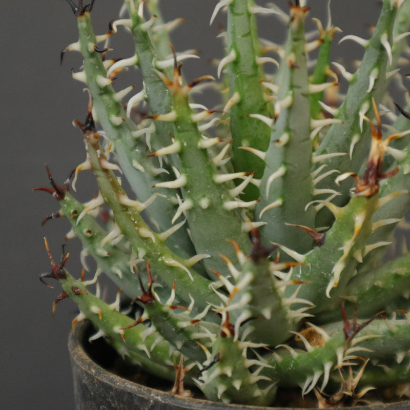 Aloe erinacea エリナケア 特選 黒刺 アロエ エリナケア アロエ