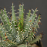 アロエ エリナケア　EC2167