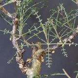 P.ディスカラー 3