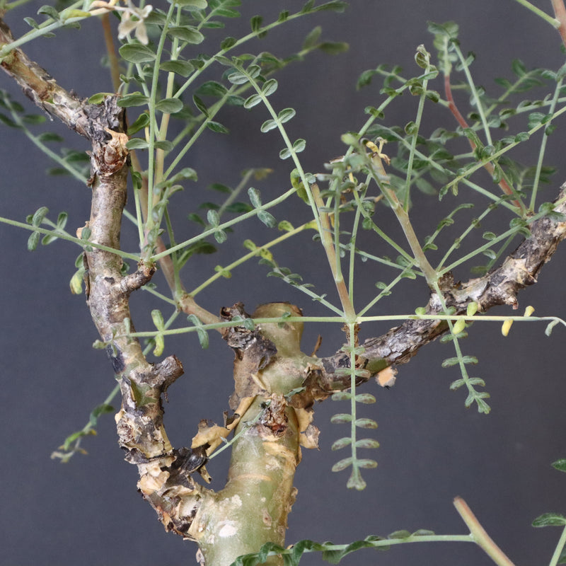 P.ディスカラー 3