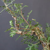 P.ディスカラー 3