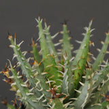 アロエ エリナケア　EC2167