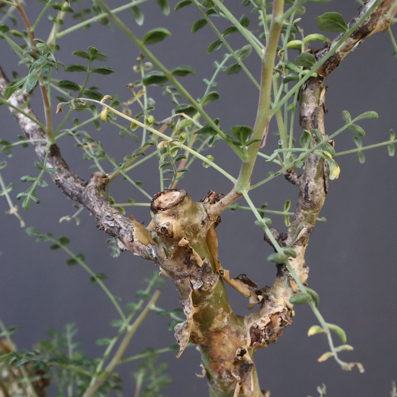 P.ディスカラー 3