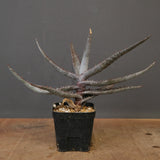 アロエ コニフェラ EC2169