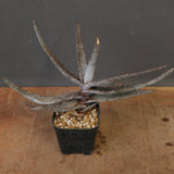 アロエ コニフェラ EC2169