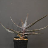 アロエ コニフェラ EC2169