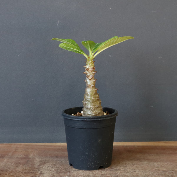 P.ウィンゾリー（実生）110