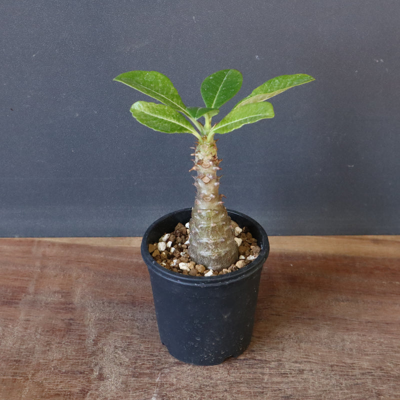 P.ウィンゾリー（実生）110