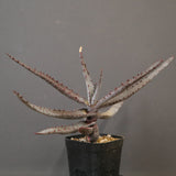 アロエ コニフェラ EC2169