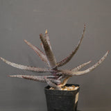 アロエ コニフェラ EC2169