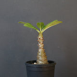 P.ウィンゾリー（実生）110