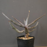 アロエ コニフェラ EC2169