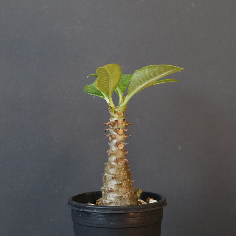 P.ウィンゾリー（実生）110