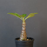 P.ウィンゾリー（実生）110