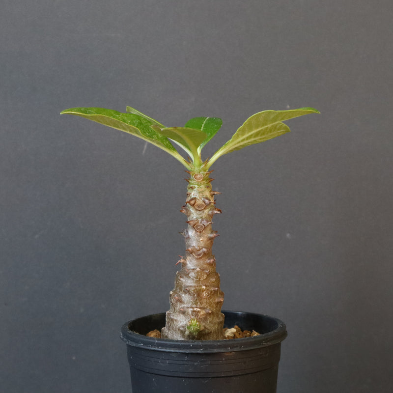 P.ウィンゾリー（実生）110