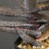 アロエ コニフェラ EC2169