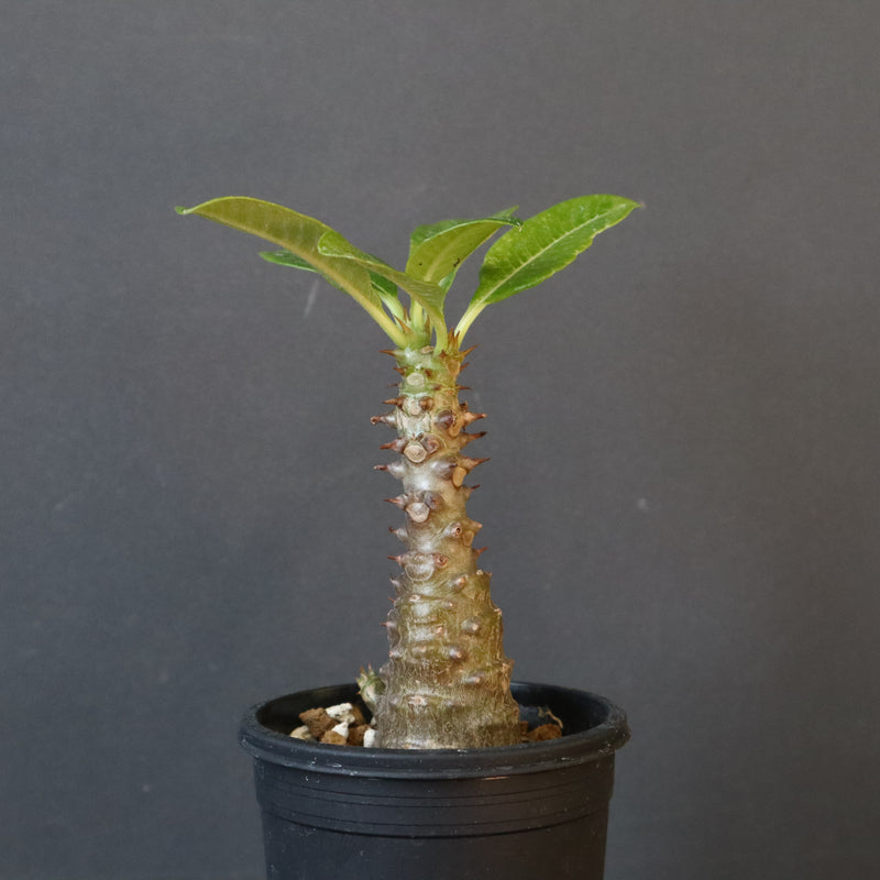 P.ウィンゾリー（実生）110