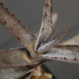 アロエ コニフェラ EC2169