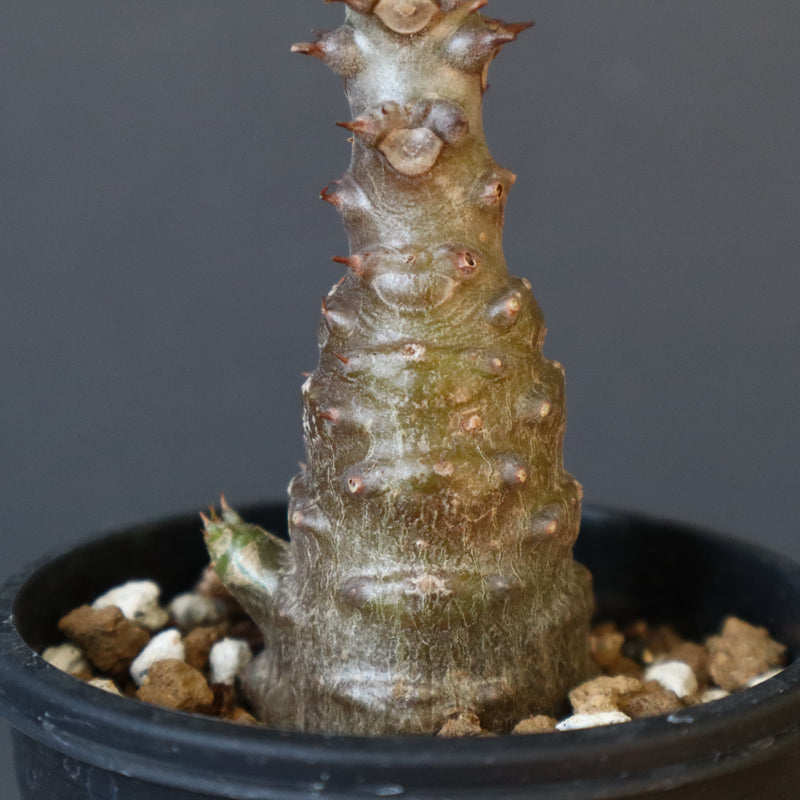 P.ウィンゾリー（実生）110