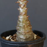 P.ウィンゾリー（実生）110