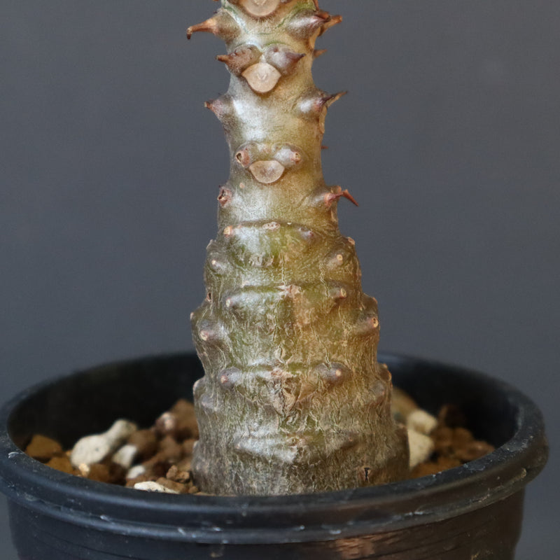 P.ウィンゾリー（実生）110