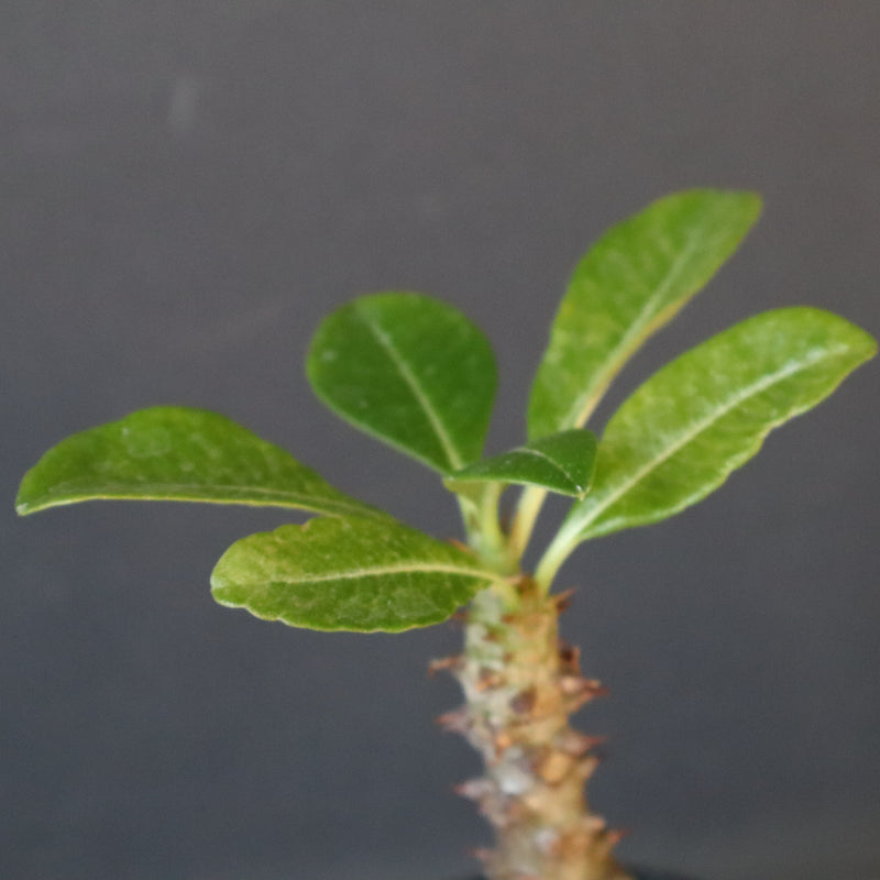 P.ウィンゾリー（実生）110