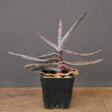 アロエ コニフェラ EC2168