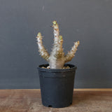 P.ウィンゾリー（実生）155